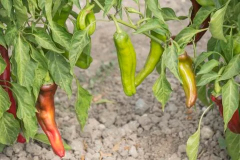 Green pepper growing Stock Photos