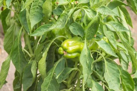 Green pepper growing Stock Photos