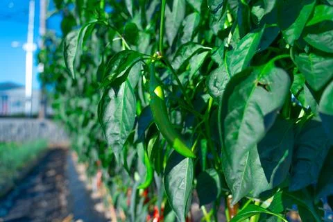 Green pepper grows in the garden, nature. Foto stock