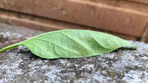 Green pepper leaf infested with colony of aphids in a greenhouse. Stock Footage 344376549