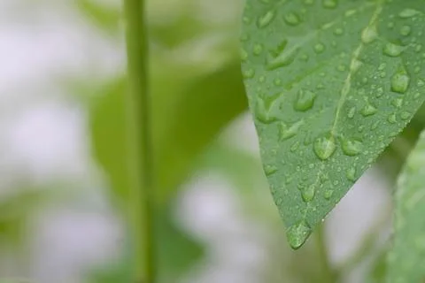 Green pepper lime in the rain Stock Photos