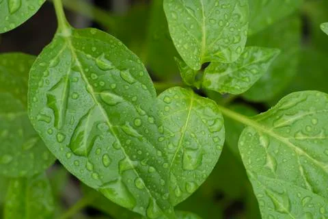Green pepper lime in the rain Stock Photos