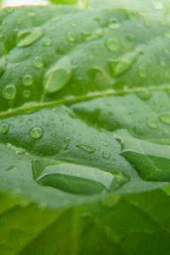 Green pepper lime in the rain Stock Photos