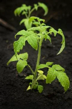 Green pepper lime in the rain Stock Photos