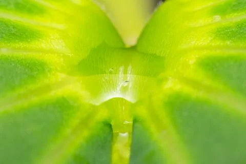Green Pepper Macro Fresh Texture Detail Stock Photos