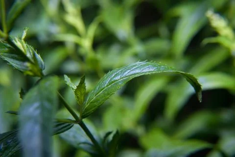 Green pepper mint leaves. Stock-Fotos