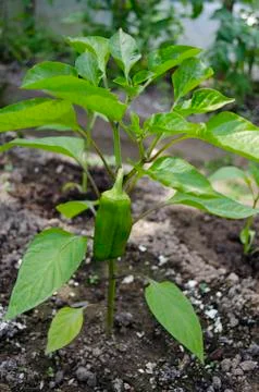 Green pepper Stock Photos