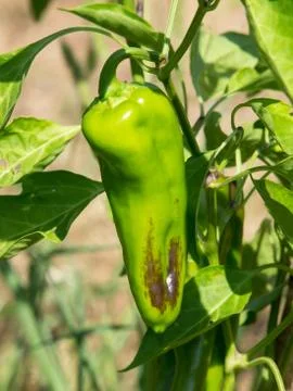Green pepper Stock Photos