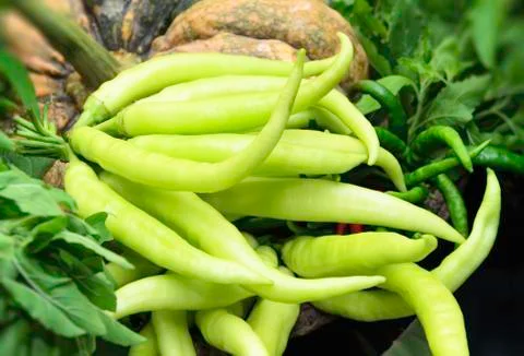 Green pepper Stock Photos