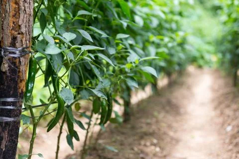 Green pepper Stock Photos