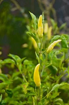 Green pepper Stock Photos