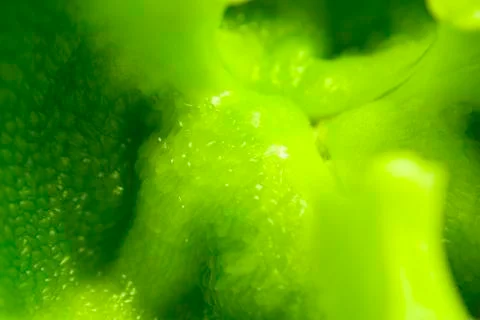 Green pepper 스톡 사진