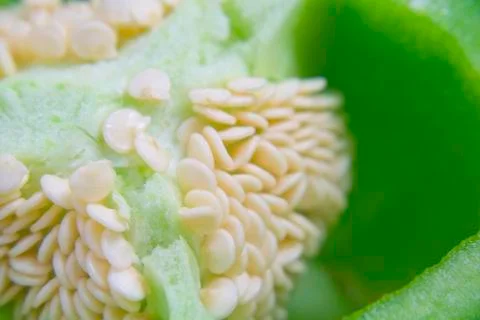 Green pepper Stock Photos