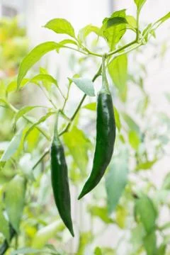 Green pepper Stock Photos