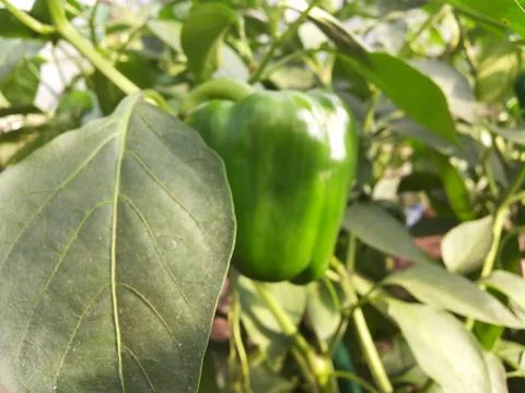 Green pepper Stock-Fotos