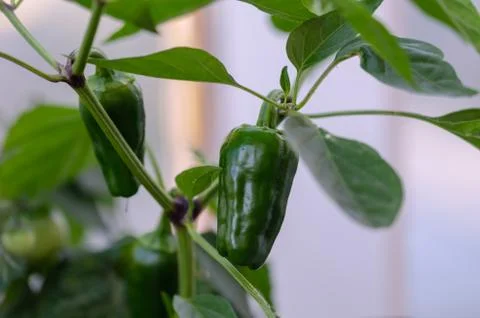 Green pepper Stock Photos