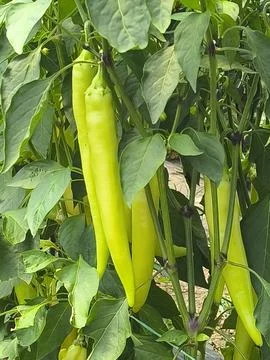 Green pepper 스톡 사진