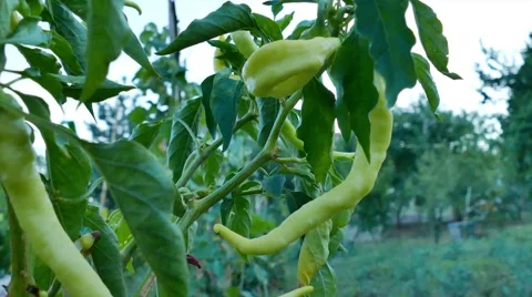 A green pepper plant Stock Footage