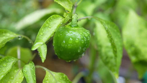 Green Pepper Plant in Garden With Water Dripping Down Stock Footage 251663287