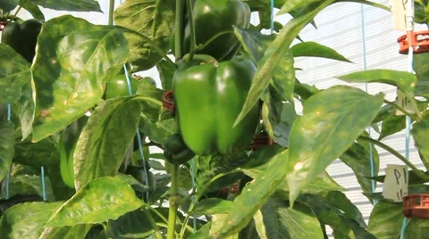 Green Pepper Plants  (HD) Stock Footage 6732040