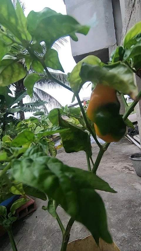 Green pepper pod, mixed pimento. Stock Footage 339628790