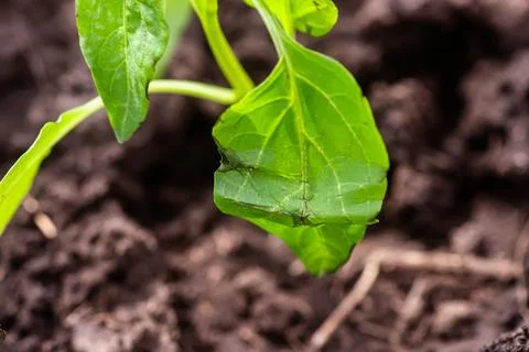 Green pepper seedling in the ground. Selective focus. nature. Pepper seedlings 스톡 사진