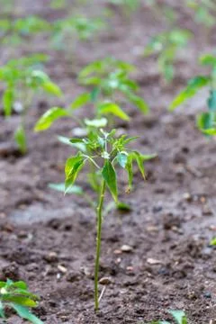 Green Pepper Seedling Stock Photos