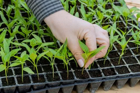 Green pepper seedlings are thriving in greenhouse due to optimal temperature and Stock Photos