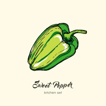 Green pepper vector isolate. Hand drawn illustration sweet bulgarian bell pap Stock Illustration