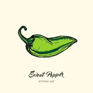 Green pepper vector isolate. Hand drawn illustration sweet bulgarian bell pap Stock Illustration