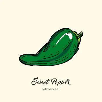 Green pepper vector isolate. Hand drawn illustration sweet bulgarian bell pap Stock Illustration