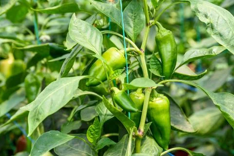 Green Pepper In Vegetable Greenery Stock Photos