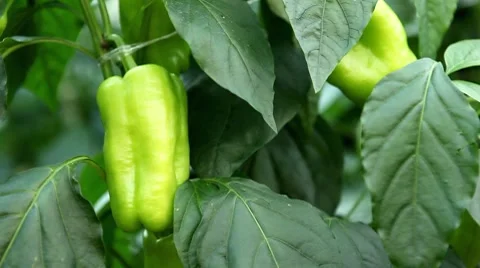 Green Pepper, Vegetables BIO Farm, Ecological Farmer, Organic Horticulture Stock Footage 8522353