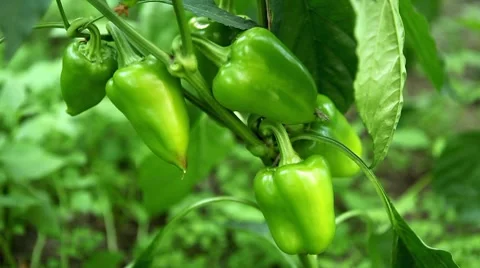 Green Pepper, Vegetables BIO Farm, Ecological Farmer, Organic Horticulture 스톡 동영상 8522632