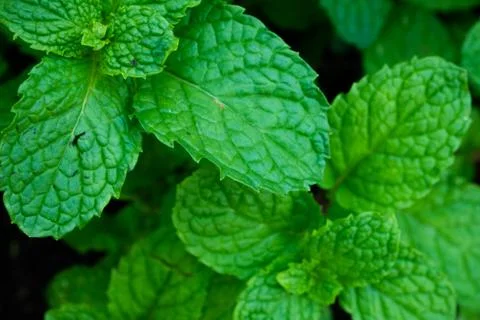 Green Peppermint Growing Stock Photos