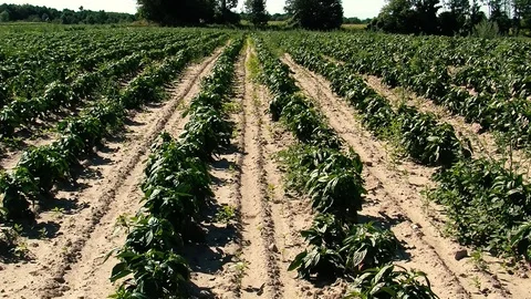 Green peppers Stock Footage 108554673
