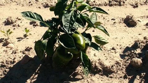 Green peppers Stock Footage 109173007