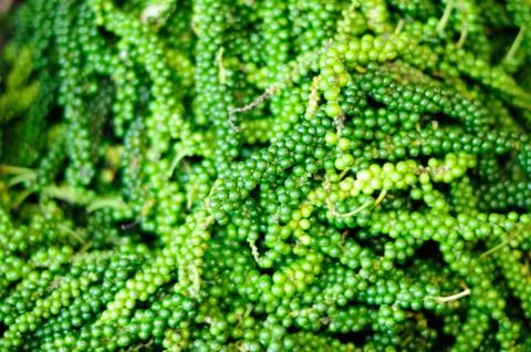 Green Peppers Stock Photos