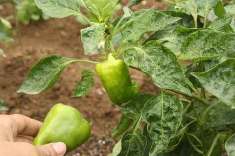 Green peppers Stock-Fotos