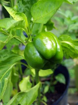 Green peppers Stock Photos