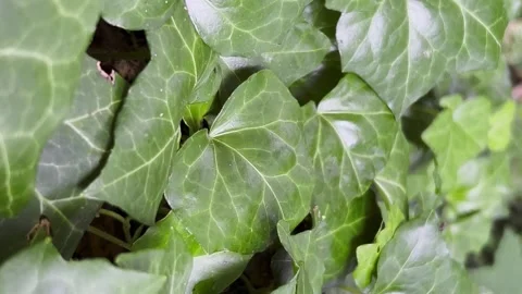 Green periwinkle in the middle of the forest close-up. Vertical video Stock Footage 250113572
