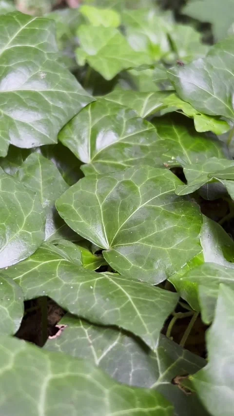 Green periwinkle in the middle of the forest close-up. Vertical video Stock-Footage 250387175