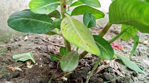 Green Periwinkle Plant Stems Sprouting From Dirt Stockbeeldmateriaal 341195165
