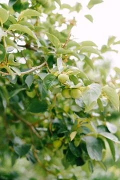 Green persimmon fruit on the branches of the tree. Stock Photos