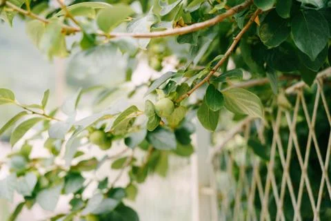 Green persimmon fruit on the branches of the tree. Foto stock