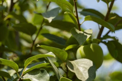 Green Persimmon Fruit on Tree Branch Stock Photos