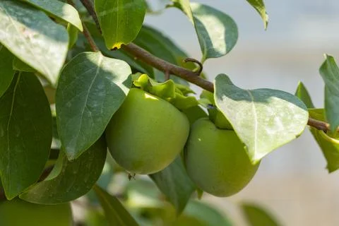 Green Persimmon Fruit on Tree Branch Stock Photos
