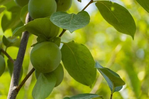 Green Persimmon Fruit on Tree Branch Stock Photos