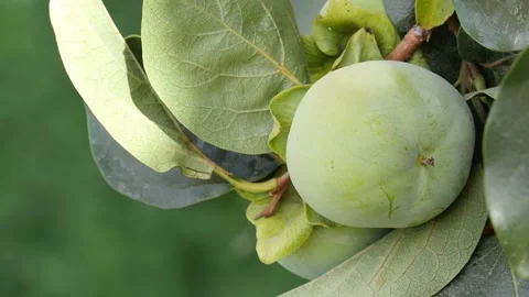 Green persimmon on the tree Stock Footage 324495210