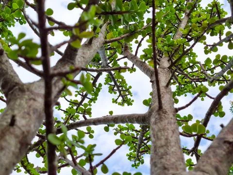 Green Perspective: Looking Upward Stock Photos